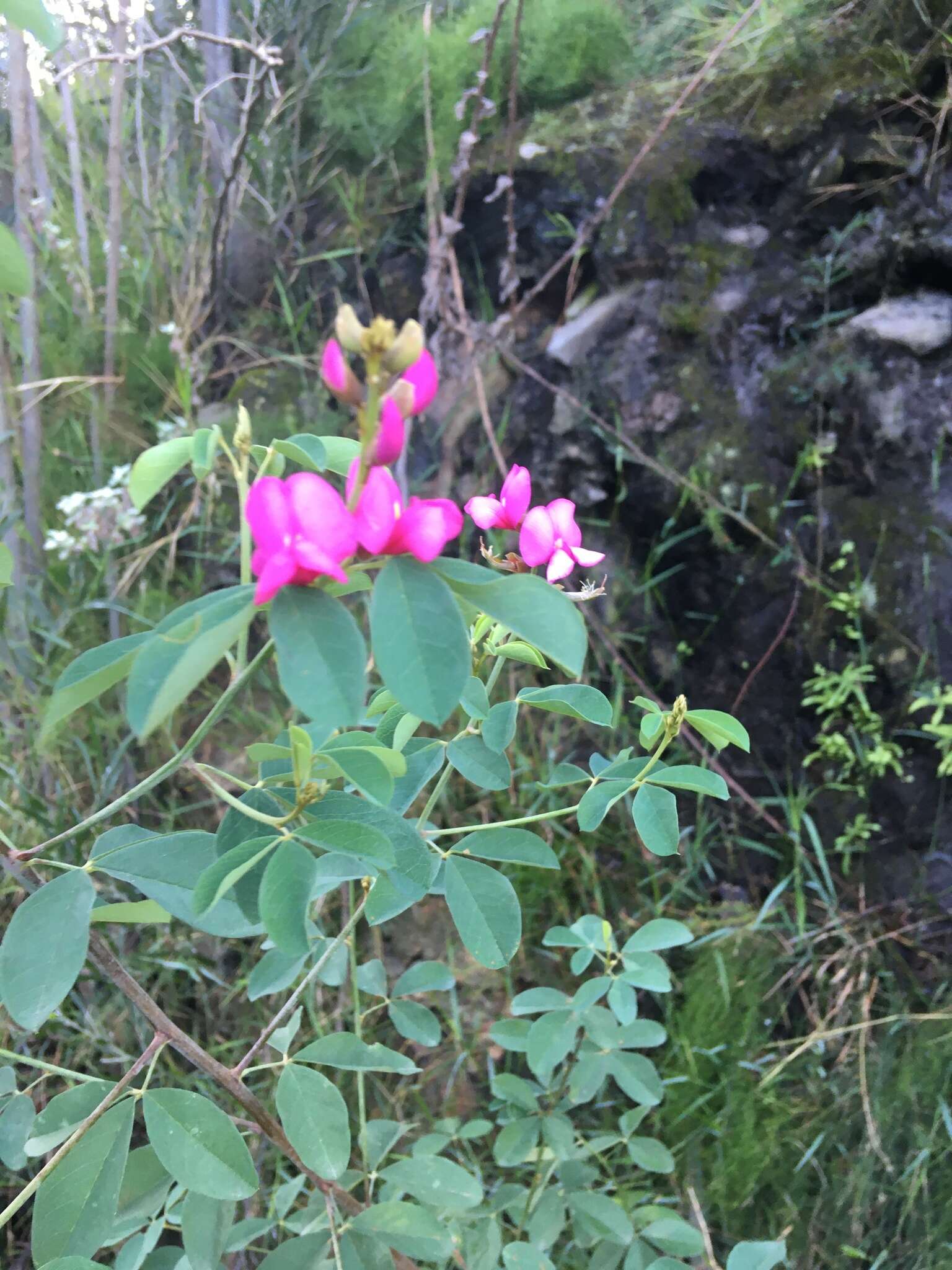 Imagem de Hypocalyptus coluteoides (Lam.) R. Dahlgren