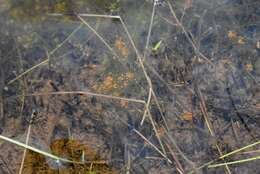 Image of Dark Stonewort