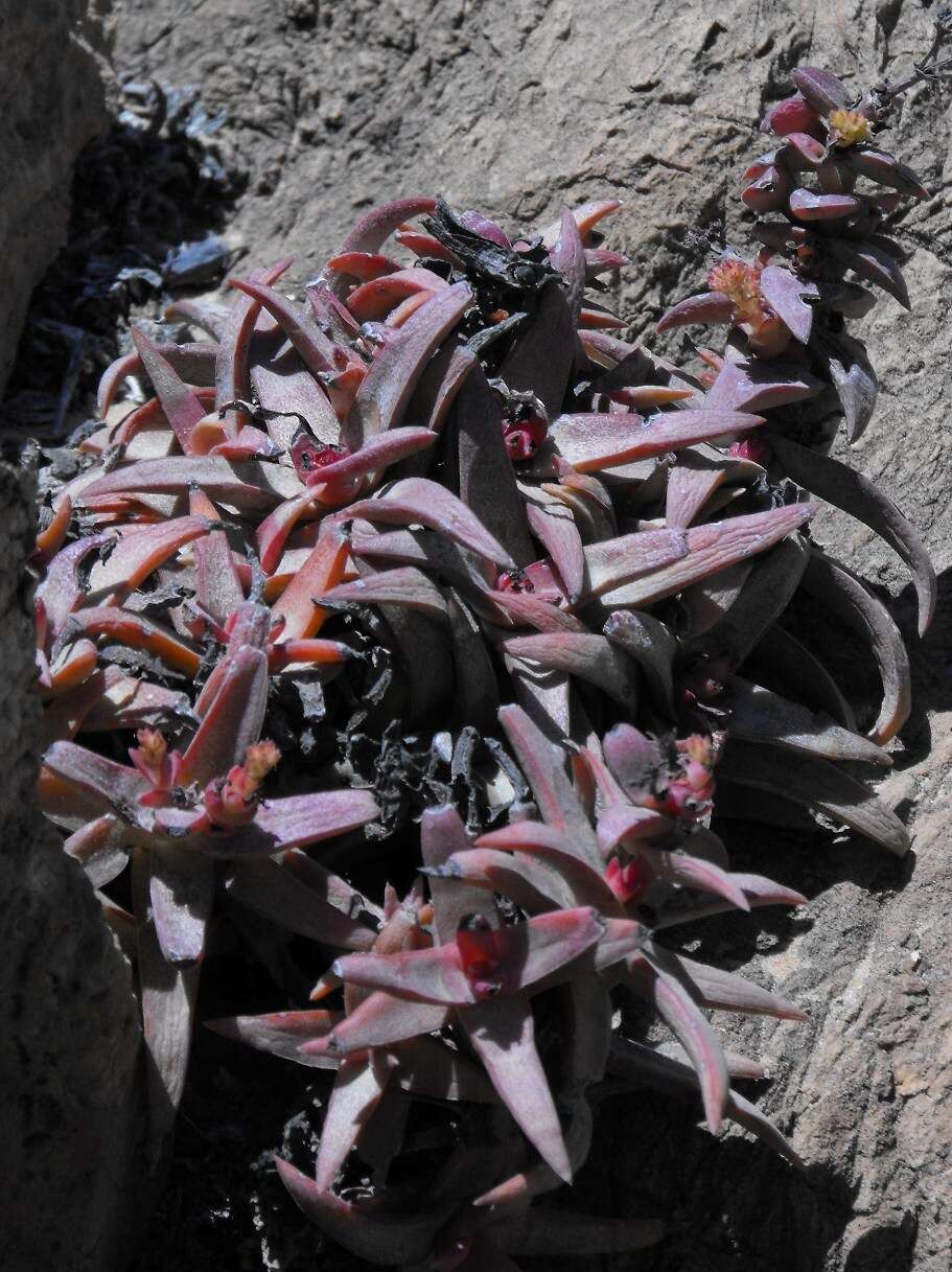 Image of Crassula fusca Herre