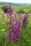 Anacamptis laxiflora (Lam.) R. M. Bateman, Pridgeon & M. W. Chase的圖片