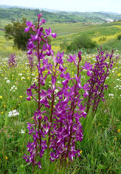 Image of Loose-flowered orchid