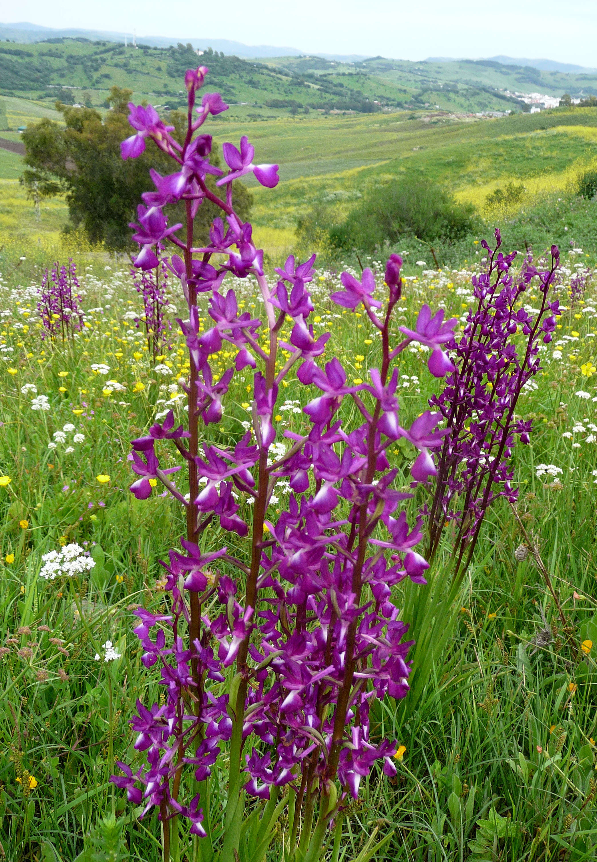 Anacamptis laxiflora (Lam.) R. M. Bateman, Pridgeon & M. W. Chase的圖片