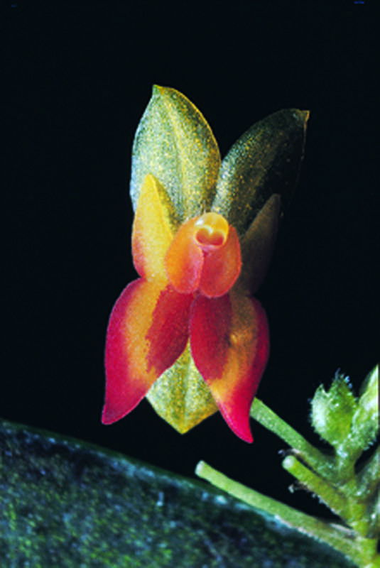 Image of Lepanthes scopula Schltr.