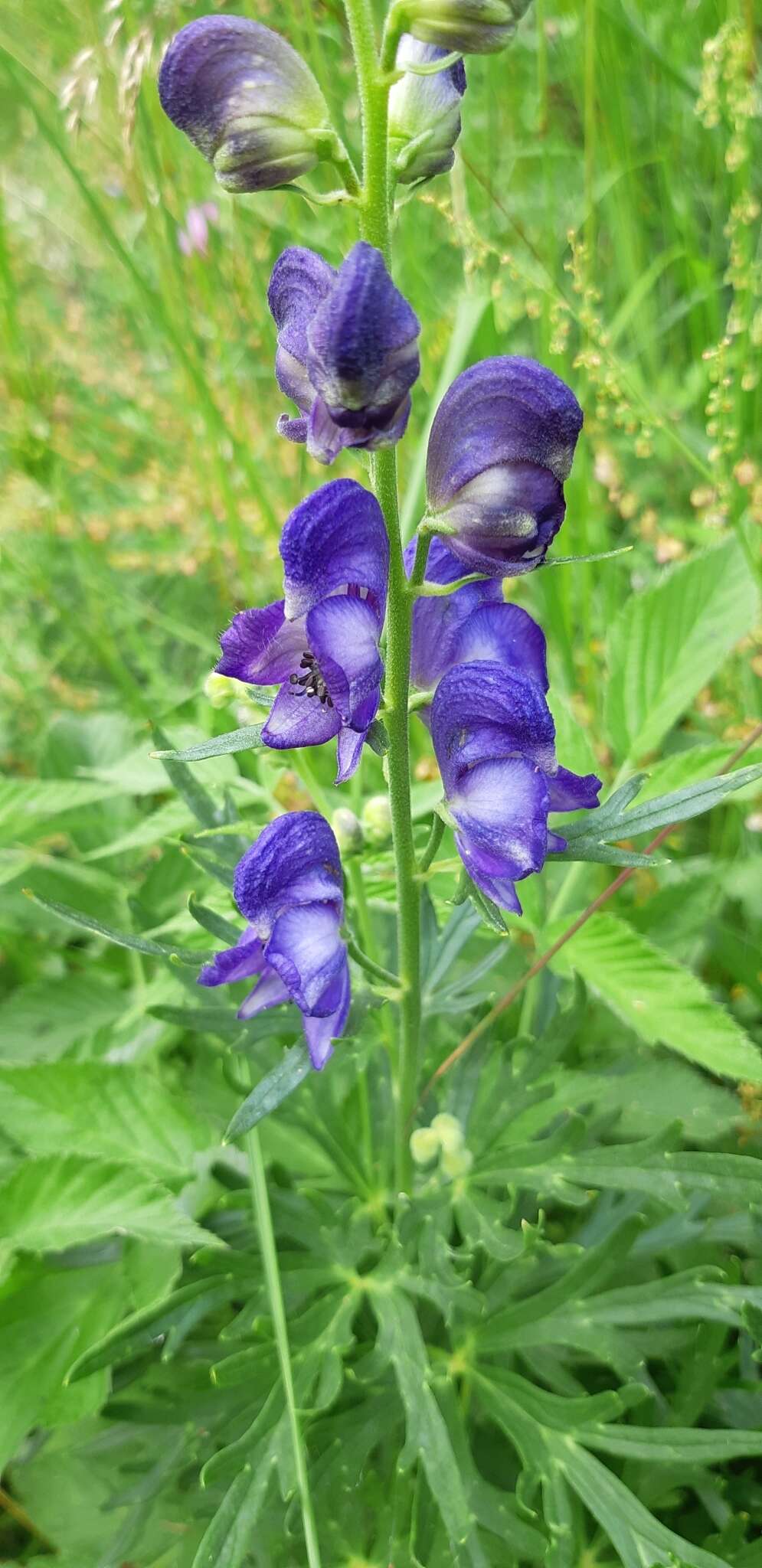 Слика од Aconitum napellus L.