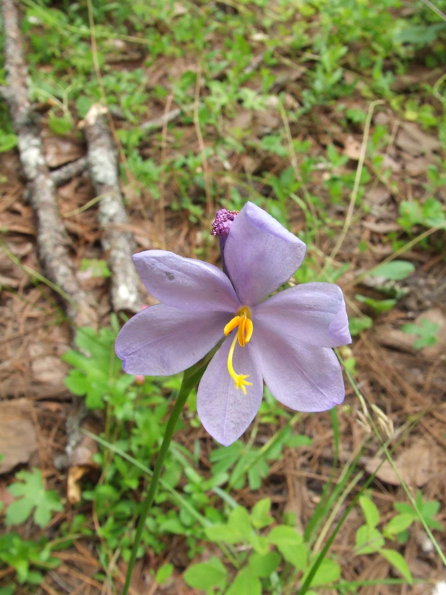 Image of Tigridia coerulea Goldblatt