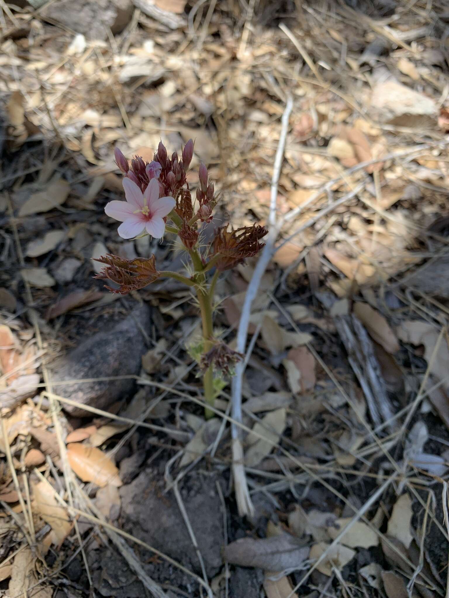 Слика од Jatropha macrorhiza Benth.