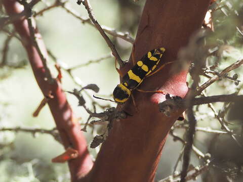 Image of Neoclytus resplendens Linsley 1935