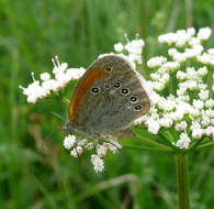 Image of Coenonympha glycerion