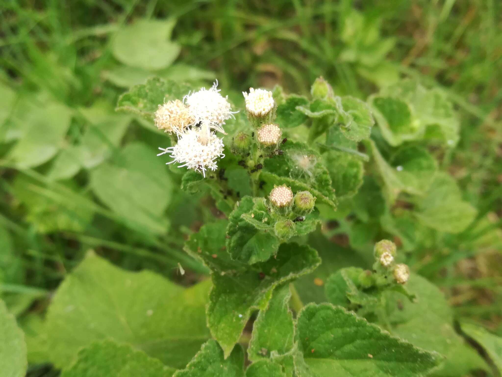 صورة Ageratina petiolaris (Mocino & Sesse ex DC.) R. King & H. Rob.