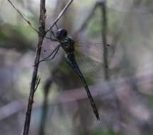 Image of Hemicordulia africana Dijkstra 2007