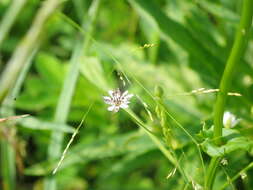 Microbotryum stellariae (Sowerby) G. Deml & Oberw. 1982的圖片