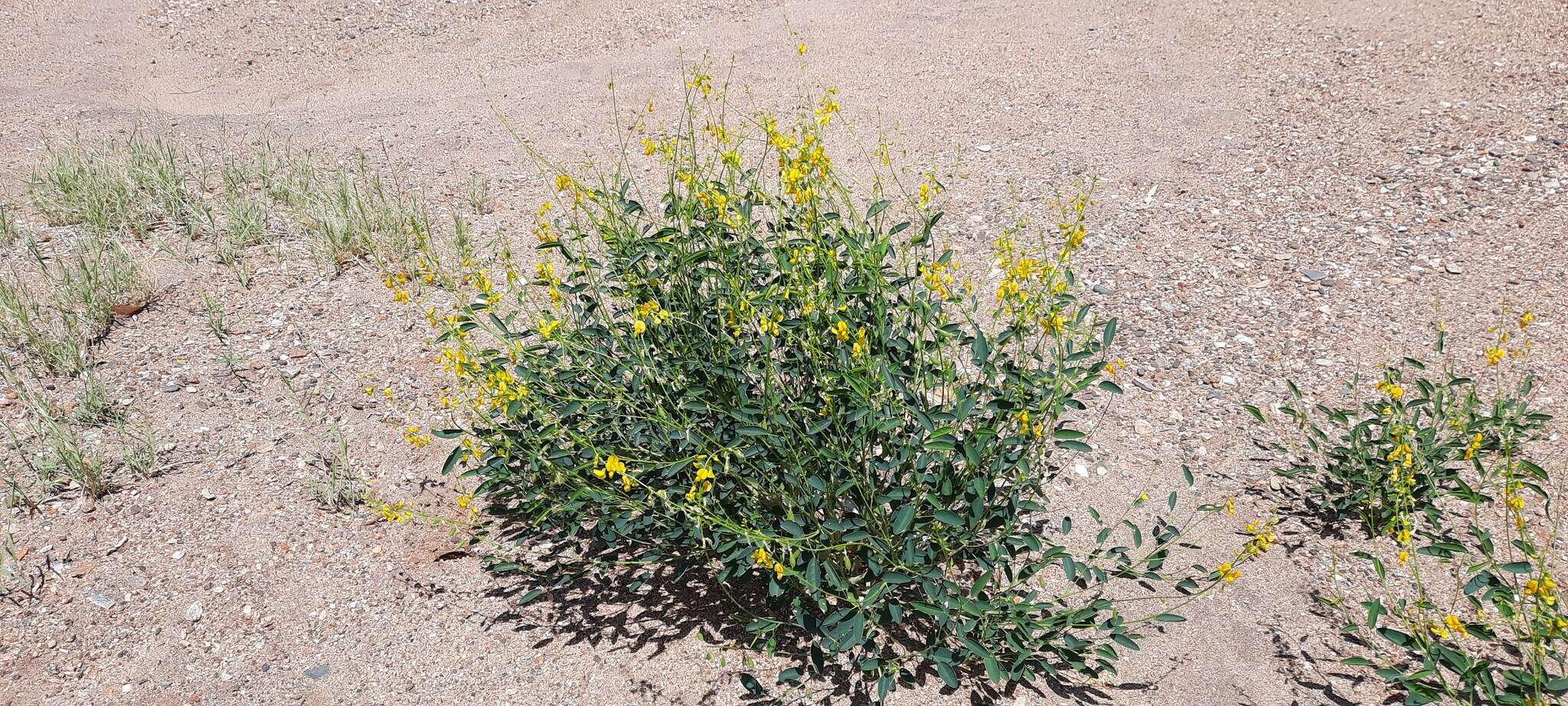 Imagem de Crotalaria eremaea F. Muell.