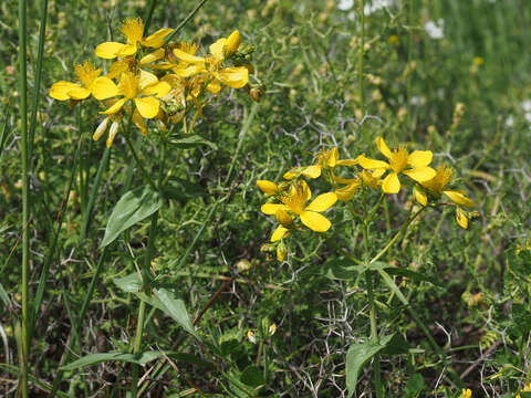 Imagem de Hypericum perfoliatum L.