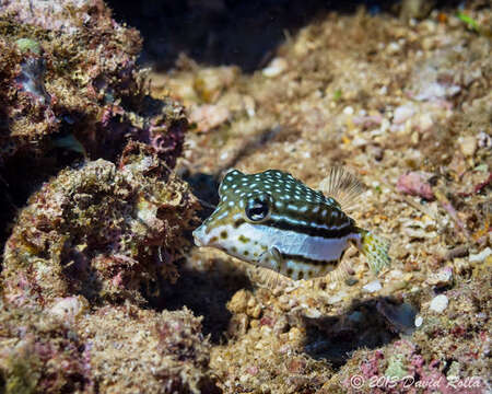 Image of Whitesided boxfish