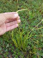 Image of one-cone clubmoss