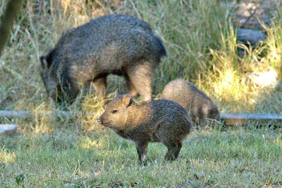 Image of peccaries