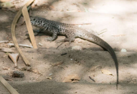 Image of Aspidoscelis tigris tigris (Baird & Girard 1852)