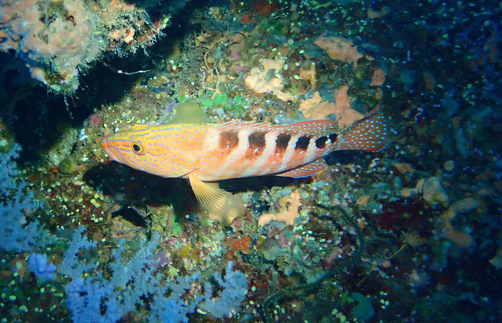 Image of Freckled Rock-cod