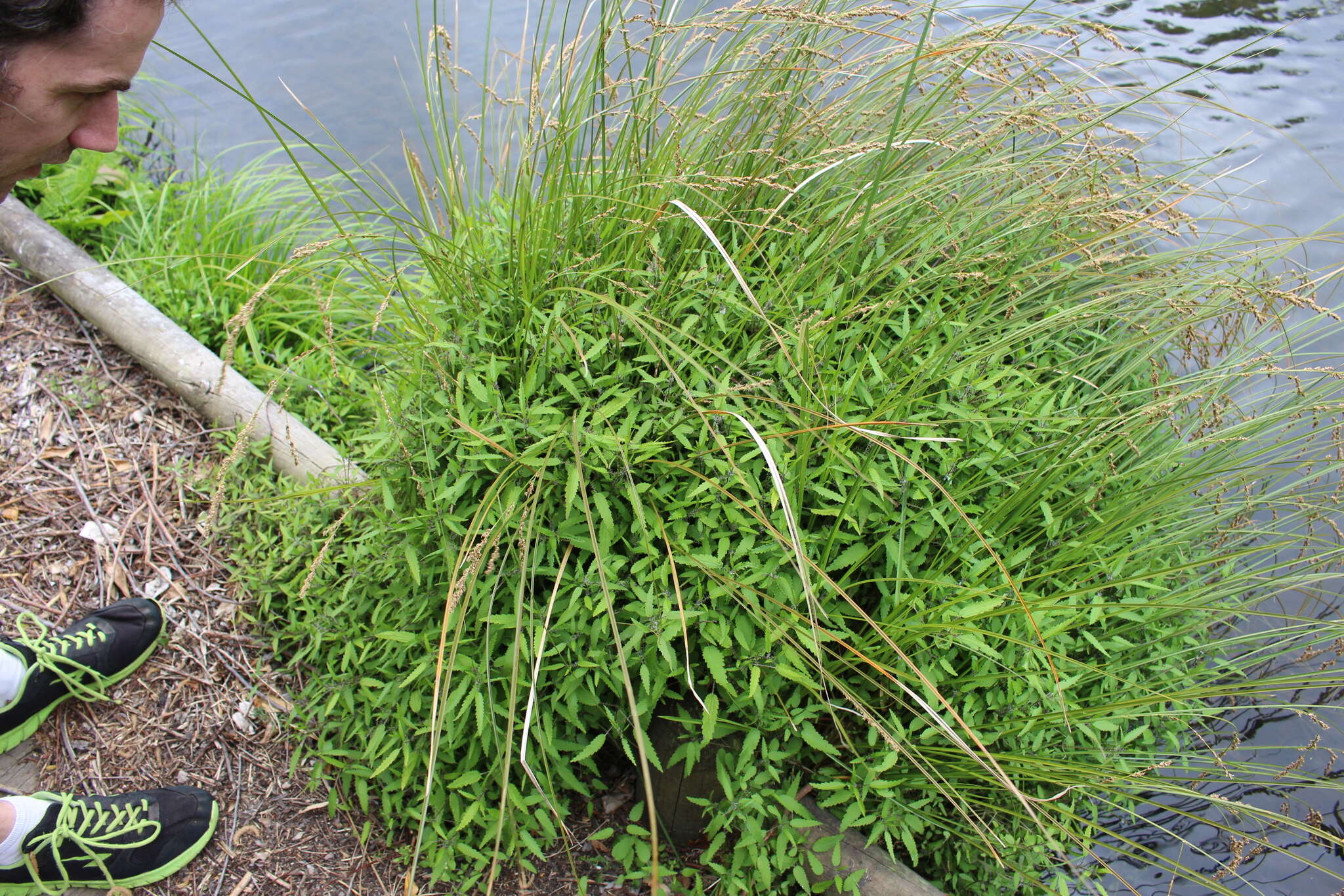 Image of Urtica perconfusa Grosse-Veldm. & Weigend