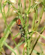 Image of Chlorion hemipyrrhum (Sichel 1863)