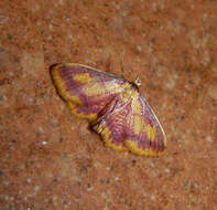 Image of purple-bordered gold