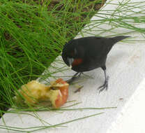 Image of Antillean bullfinches