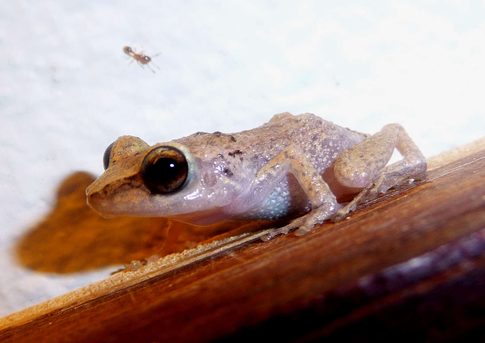 Image of Johnstone's Robber Frog