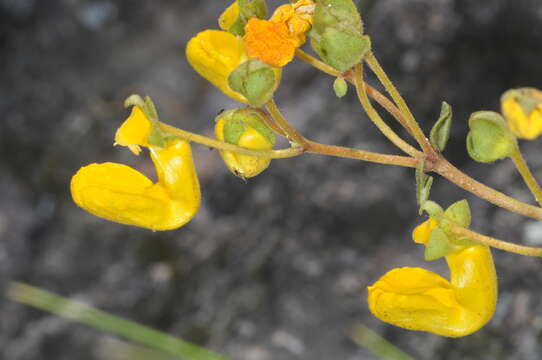 Image of Calceolaria polyrrhiza Cav.