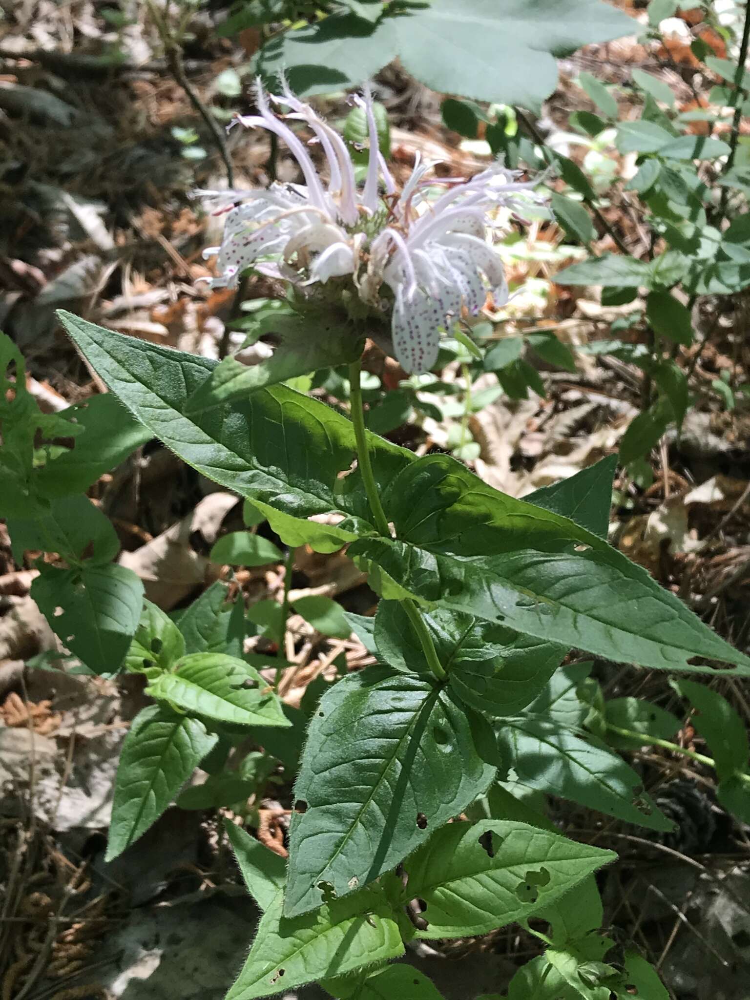 Image of eastern beebalm