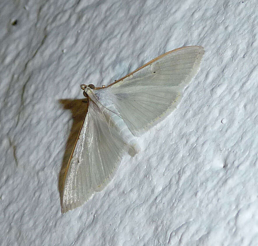 Image of Palpita vitrealis Rossi 1794