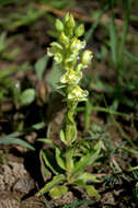 Pterygodium alatum (Thunb.) Sw. resmi