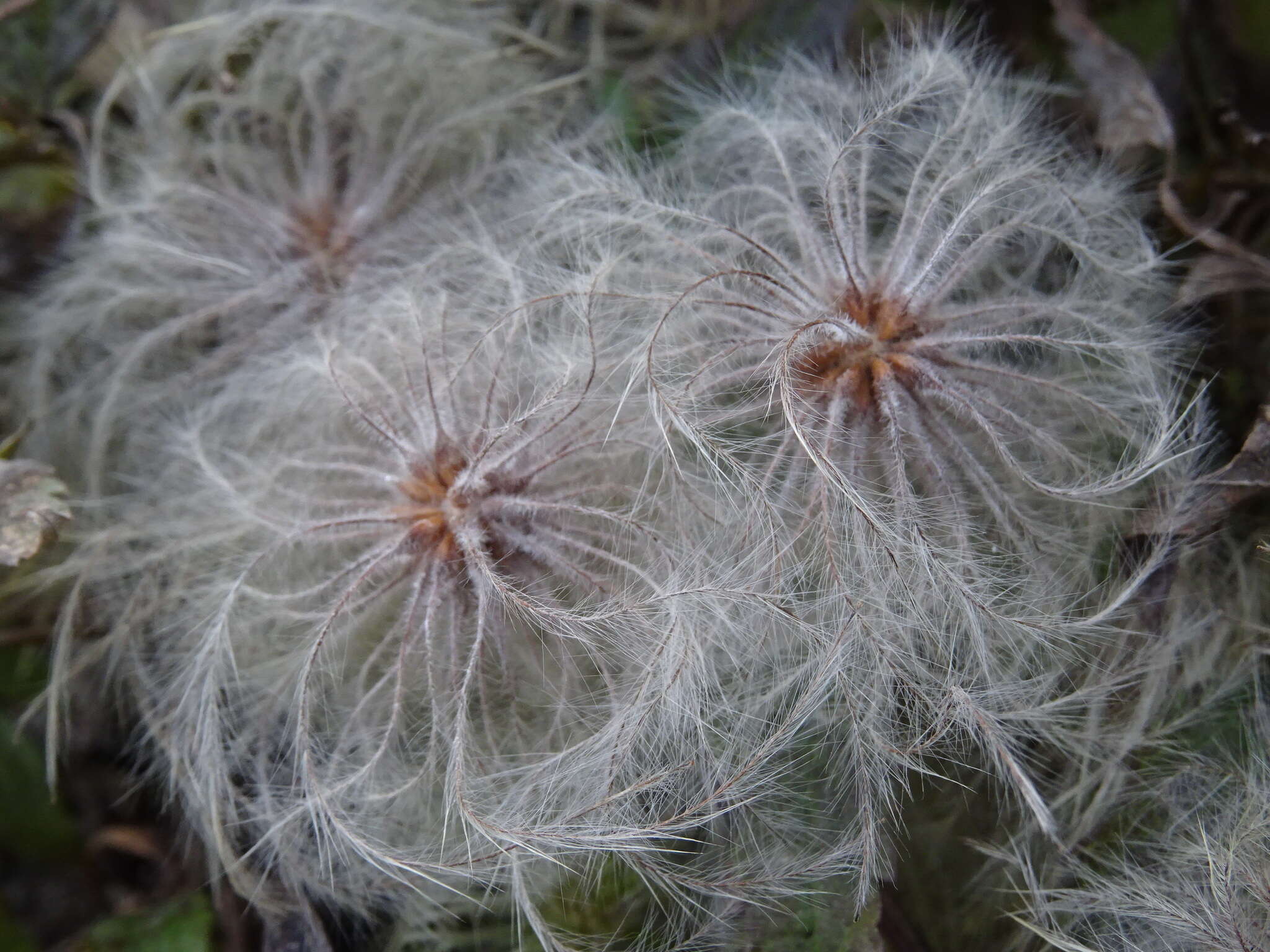 Image of hermitgold clematis