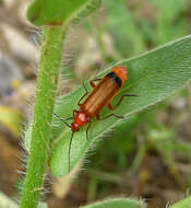 Image of Rhagonycha fulva