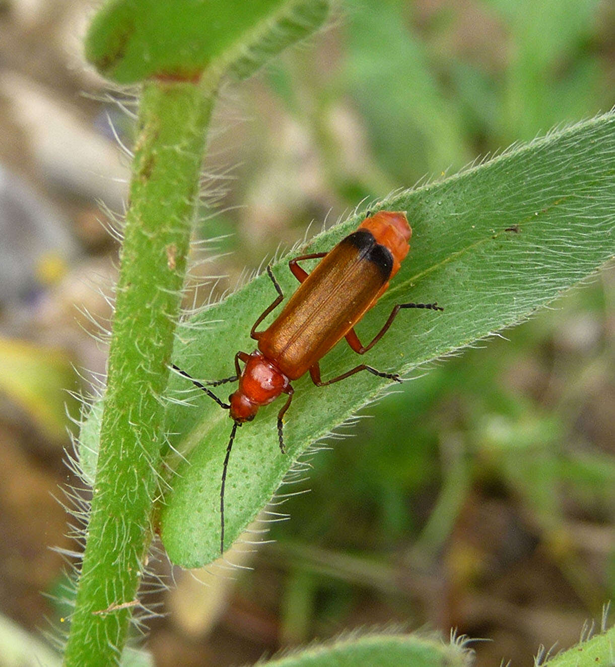 Image of Rhagonycha fulva