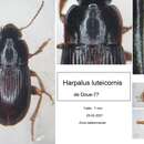 Image of Harpalus (Harpalus) luteicornis (Duftschmid 1812)