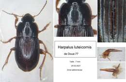 صورة Harpalus (Harpalus) luteicornis (Duftschmid 1812)