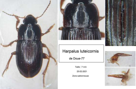 Image of Harpalus (Harpalus) luteicornis (Duftschmid 1812)