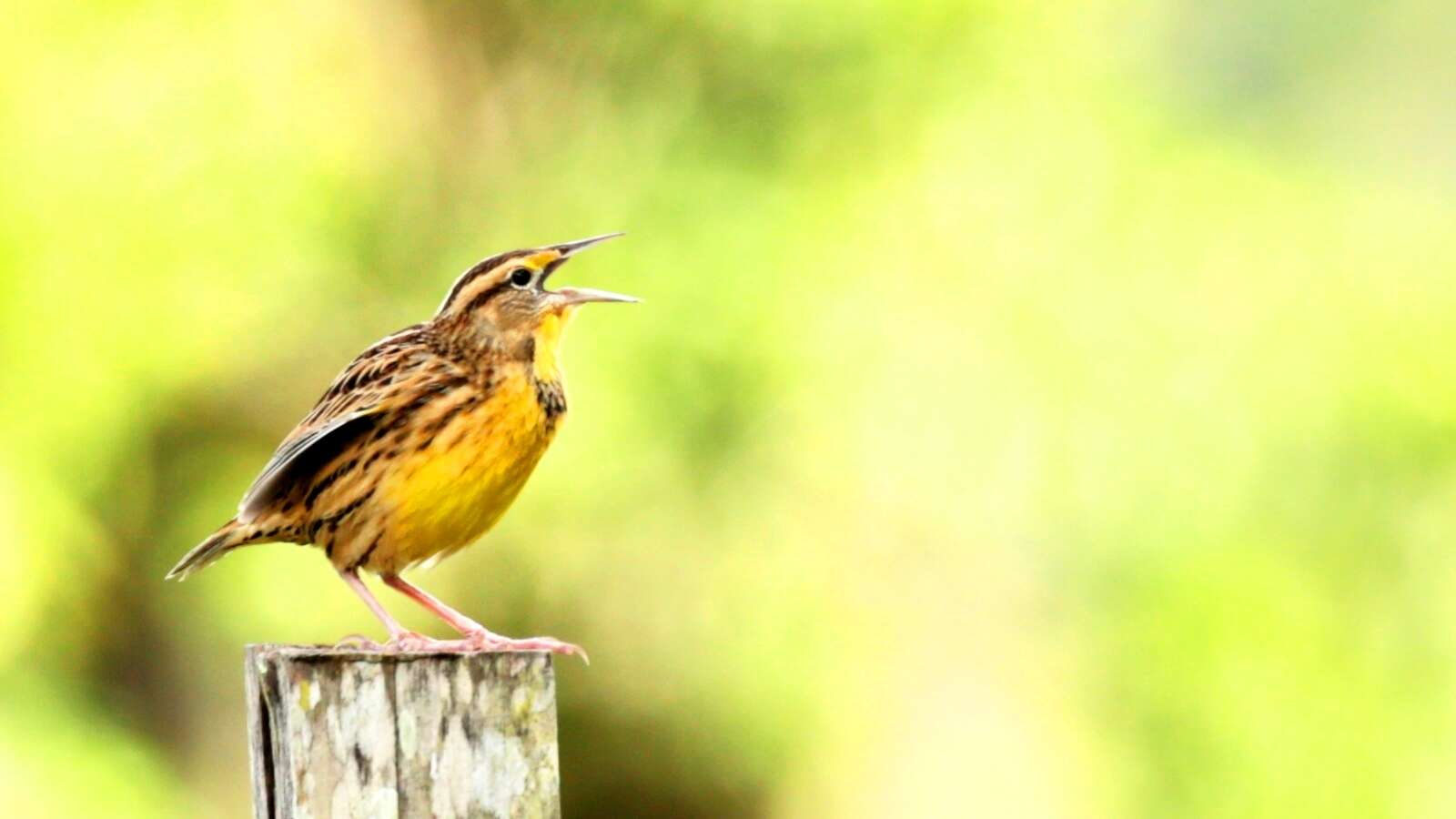 Sturnella magna (Linnaeus 1758) resmi