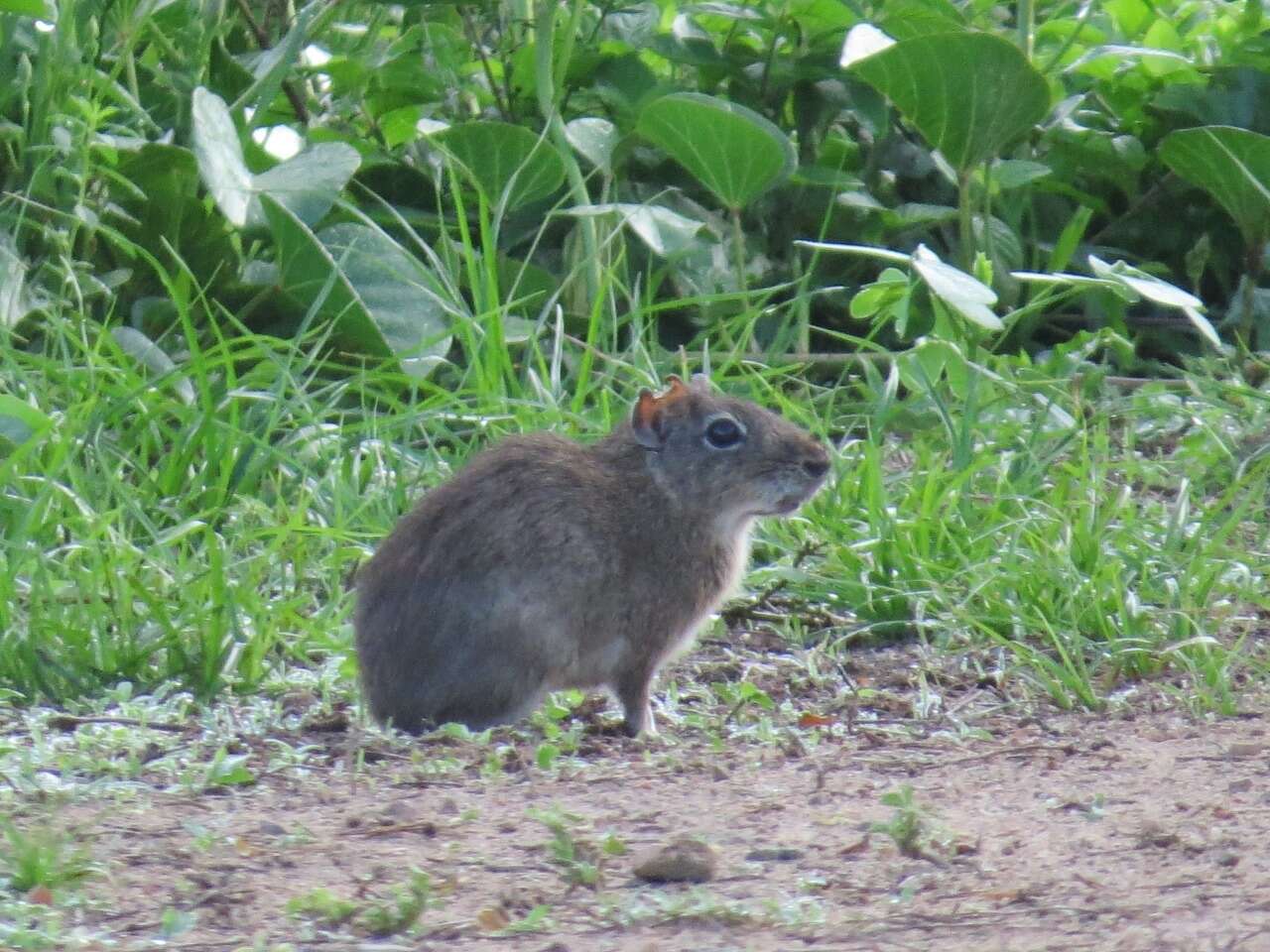 Image of Yellow-toothed cavy