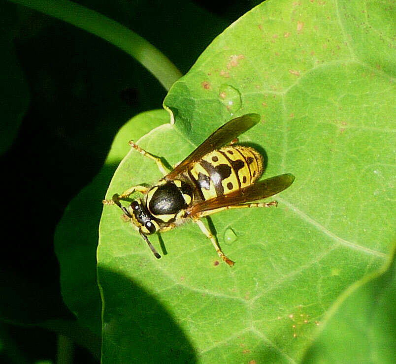 Image of German Wasp