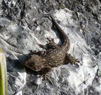 Image of Common Wall Gecko