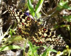 Image of Zerynthia rumina (Linnaeus 1758)