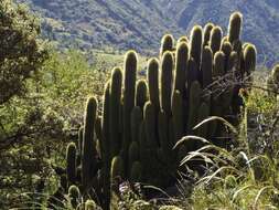 Echinopsis tunariensis (Cárdenas) H. Friedrich & G. D. Rowley resmi