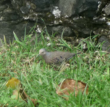 Image of Common Ground Dove