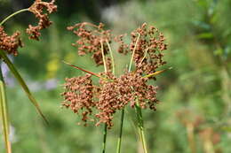 Imagem de Scirpus lushanensis Ohwi