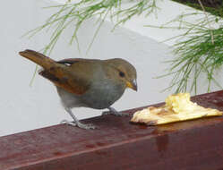 Image of Antillean bullfinches