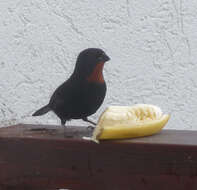 Image of Antillean bullfinches