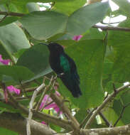 Image of Purple-throated Carib