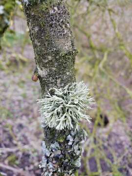 Imagem de Ramalina fastigiata (Pers.) Ach.