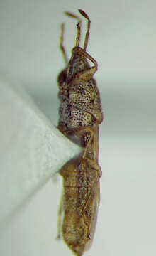 Image of Cymophyes